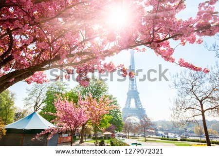 Eiffel tower and blooming cherry tree