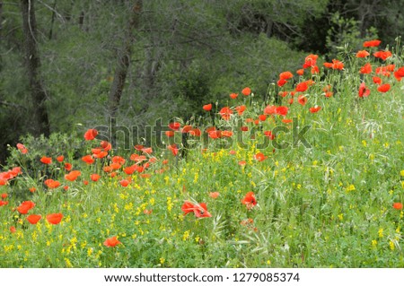 France, Provence-Alpes-Cote d'Azur, Vaucluse, Roussillon. Wild poppies on the hill bordering Roussillon