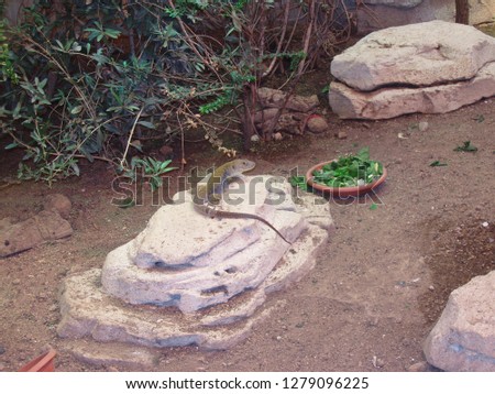 Lizard basks in the stone