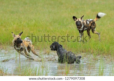 Wild Dog Hunting in Botswana, buffalo cow and calf with predator. Wildlife scene from Africa, Moremi, Okavango delta. Animal behaviour, pack pride of African wild dogs offensive attack on calf. 