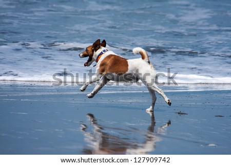Fox terrier run in the beach