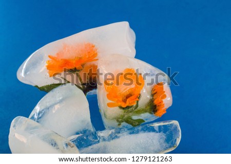 calendula flower in ice cube on blue background