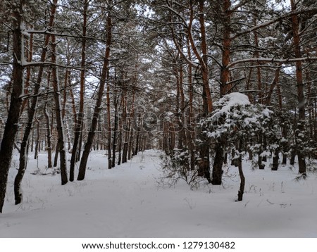 winter landscape in the forest, pines in deep snow, a lot of snow on the branches