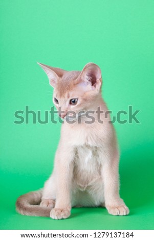 An little abyssinian fawn cat, kitty on a green background.