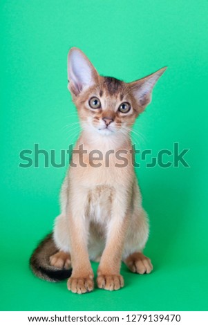 An little abyssinian ruddy cat, kitty on a green background.