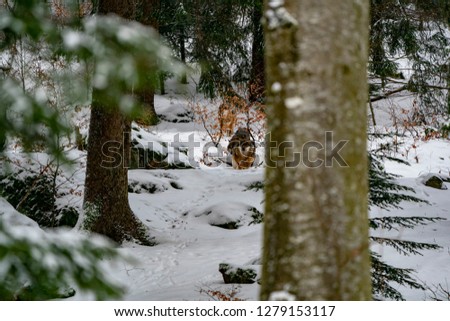 wolf in the snow in winter