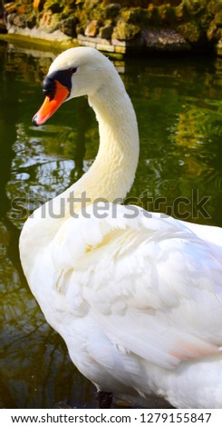 Beautiful white Swans