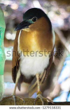 Closeup picture of a bird