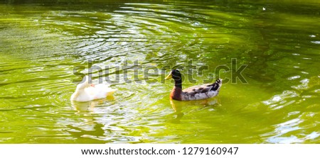 Mallard Duck Background