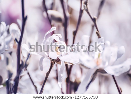 Fine delicate flowers of white  magnolia. Artistic photo, light exposure and soft selective focus.
