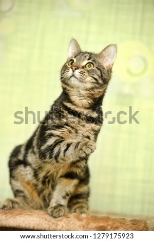 beautiful striped cat with a marble color on a light green background