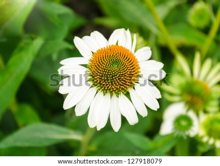 a single white flower against green blurry background