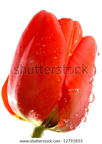 Close-up of  red tulip with rain drops isolated on white