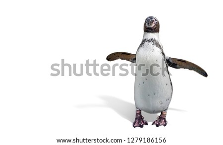 Penguin with isolate background