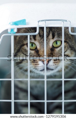 Gray cat in a cage for transportation. Carrying for animals. Relocation and animal transportation concept