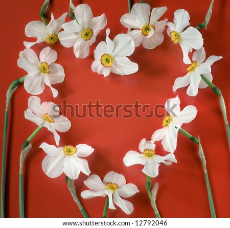 Heart shaped narcis flowers on red background