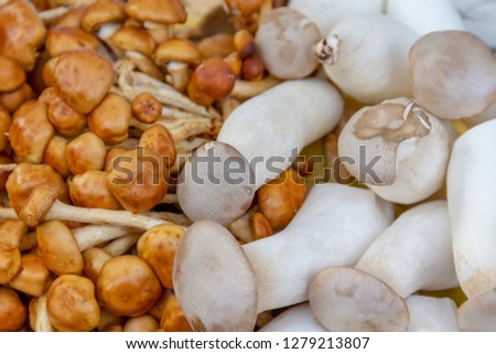 full frame picture showing lots of edible mushrooms