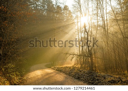 sun rays in a forest