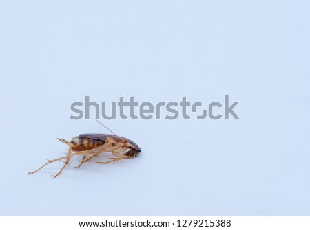 Dead cockroach with different positions on white background