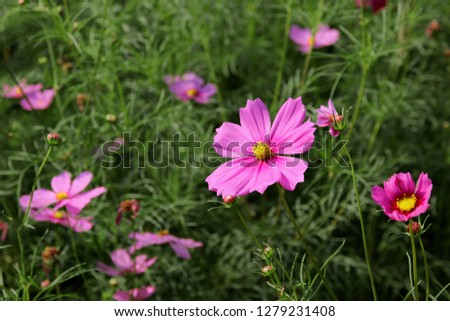 Landscape nature background of beautiful pink cosmos flowers blooming in the garden.
