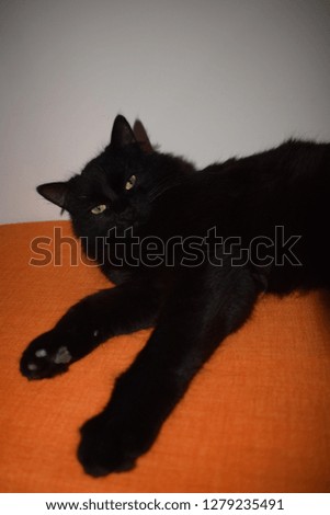 Black cat relaxing on a orange mat 