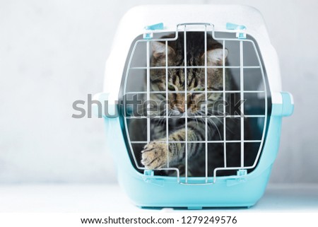 Gray cat in a cage for transportation. Cat paw trying to open the cage Carrying for animals. Relocation and animal transportation concept