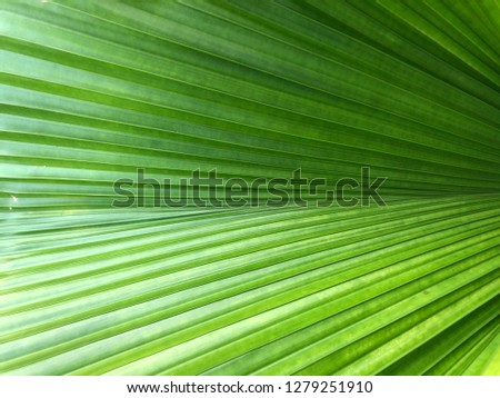 Closeup green leafs texture background and wallpaper