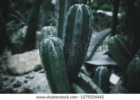 Closeup of green tall and long tropical cactus. Abstract natural background, exotic spiky pattern texture. Moody feel. 
