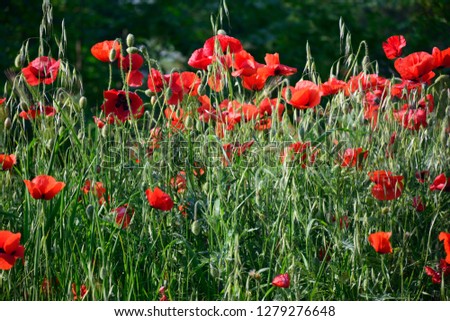 spring red poppies