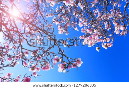 Magnolia tree with colorful purple flowers in the spring season. Beautiful pink magnolia petals on blue sky background. Branch of magnolias attractive flower in the blooming period. 