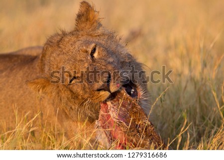 Lion (Panthera leo), male feeds on the remains of a Cape Buffalo (Syncerus caffer caffer). Savuti, Chobe National Park, Botswana.