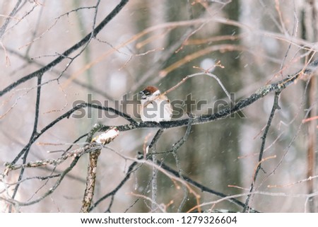 Funny little sparrow sitting in a garden in winter garden, hunched