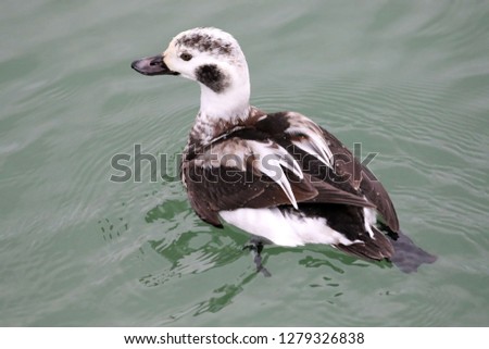 Juvenile Long Tailed Duck