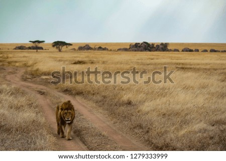 Tanzania Africa Safari