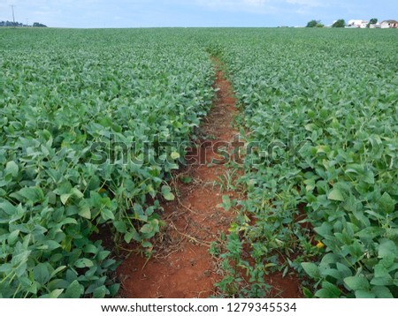 View of a soybean plantation near the city of Cascavel in the state of Paraná, Brazil.