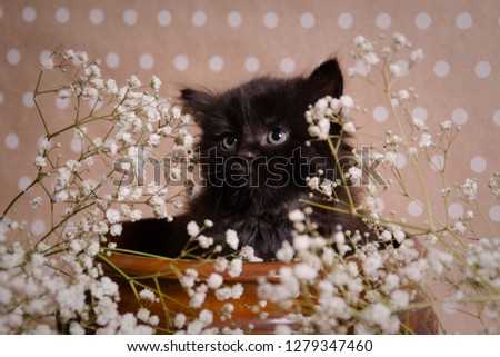 kitten in a vase