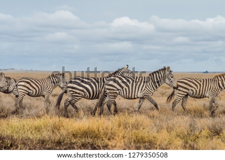 Zebra crossing through safari plains of African Serengeti with cloudy blue sky in background.