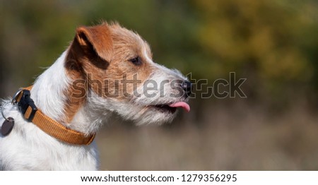 Web banner of a happy funny jack russell pet dog puppy as licking mouth 