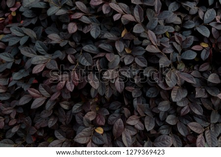 Сolorfull background of leaves
