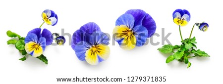 Pansy flowers or spring garden viola tricolor collection isolated on white background. Flower arrangement and floral design. Top view, flat lay banner 