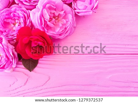 rose flower on pink wooden background
