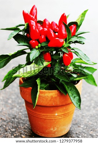 pepper in flowerpots