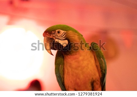 Picture of a bird
