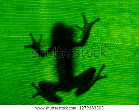 Silhouette of a frog