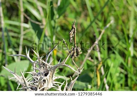 Well-camouflaged Empusa fasciata praying mantis standing on thorns with green grass bokeh background    