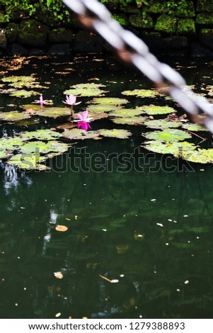 Flowering water lilies and dead leafs of trees floating on the dark-still-reflecting waters of the moat enclircling the stone ramparts of Intramuros or Within the Walls-Inner City. Manila-Philippines.