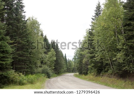 country dirt road in woods