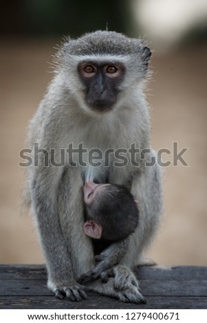 Vervet monkey mom and suckling baby