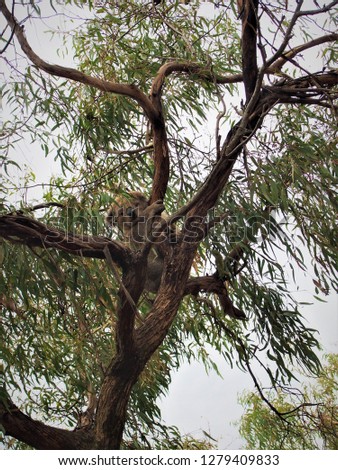 Picture of cheeky Koala looking directly at camera taken from directly below