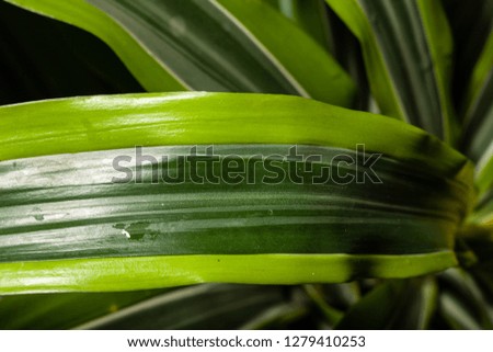 tropical leaf patterns and textures in a tropical botanical gardens